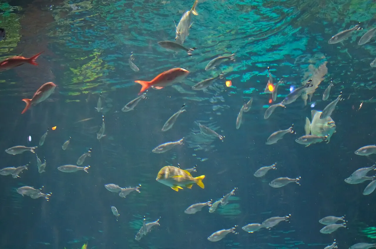 Silverton Casino Hotel, Las Vegas: Aquarium at Silverton Lodge & Casino, Las Vegas