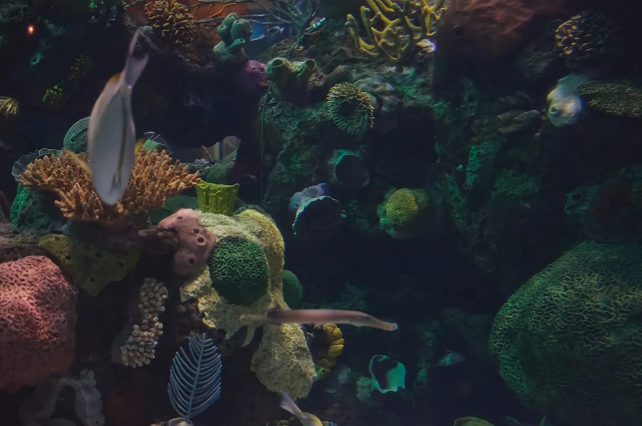 Silverton Casino Hotel, Las Vegas: Aquarium at Silverton Lodge & Casino, Las Vegas