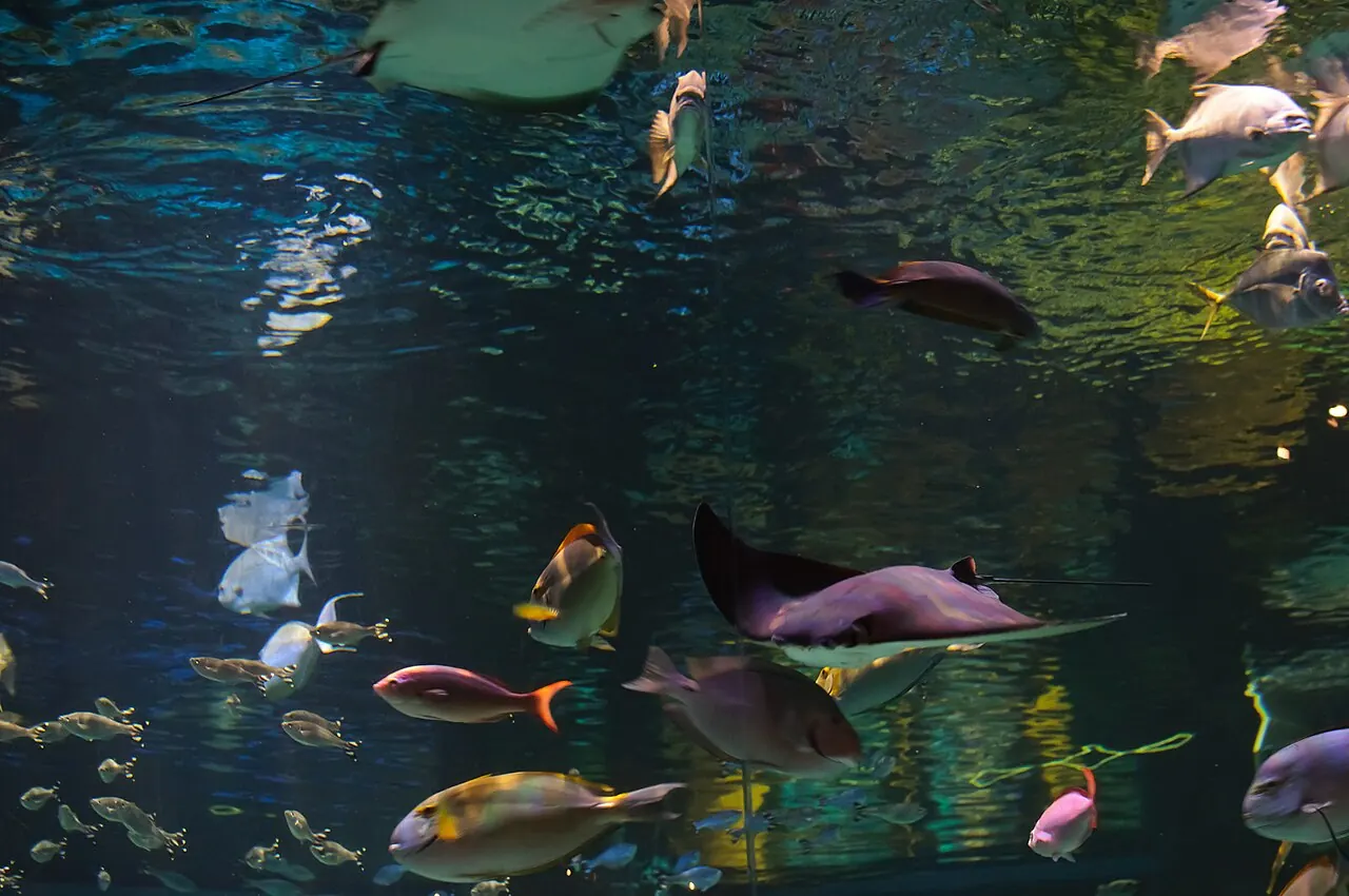 Silverton Casino Hotel, Las Vegas: Aquarium at Silverton Lodge & Casino, Las Vegas